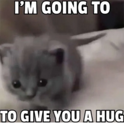 cat hug - cute discord stickers